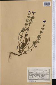 Salvia viridis L., Western Europe (EUR) (Albania)