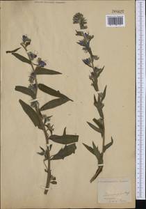 Echium plantagineum L., Western Europe (EUR) (Not classified)