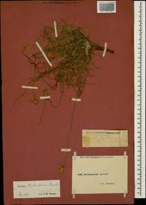 Gelasia biebersteinii (Lipsch.) Zaika, Sukhor. & N. Kilian, Caucasus, Dagestan (K2) (Russia)