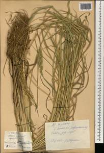 Echinochloa oryzoides (Ard.) Fritsch, South Asia, South Asia (Asia outside ex-Soviet states and Mongolia) (ASIA) (China)