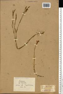 Dianthus deltoides L., Eastern Europe, Belarus (E3a) (Belarus)