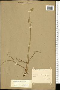 Alopecurus ponticus K.Koch, Caucasus, Stavropol Krai, Karachay-Cherkessia & Kabardino-Balkaria (K1b) (Russia)