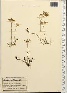 Sedum album L., Caucasus, Armenia (K5) (Armenia)