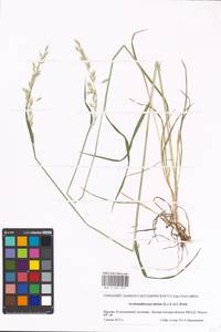 Arrhenatherum elatius (L.) P.Beauv. ex J.Presl & C.Presl., Eastern Europe, Moscow region (E4a) (Russia)