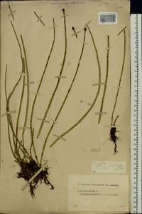 Equisetum hyemale L., Eastern Europe, Central forest region (E5) (Russia)