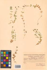 Stellaria ruscifolia Pall. ex D. F. K. Schltdl., Siberia, Chukotka & Kamchatka (S7) (Russia)