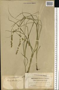 Carex divulsa Stokes, Eastern Europe, Latvia (E2b) (Latvia)