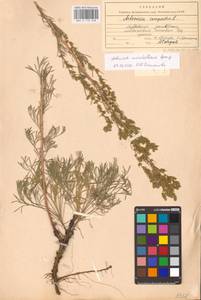 Artemisia marschalliana Spreng., Eastern Europe, Middle Volga region (E8) (Russia)
