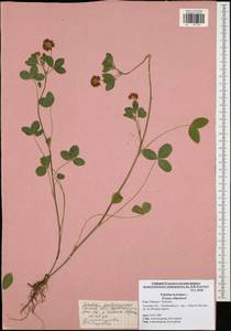 Trifolium hybridum L., Eastern Europe, Central region (E4) (Russia)