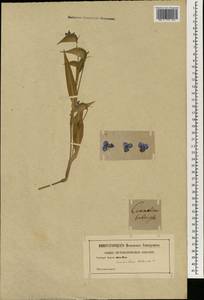 Commelina tuberosa L., South Asia, South Asia (Asia outside ex-Soviet states and Mongolia) (ASIA) (Not classified)