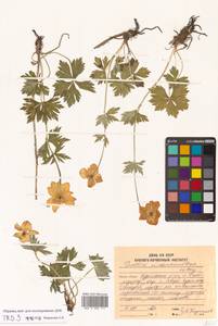 Trollius riederianus Fisch. & C. A. Mey., Siberia, Russian Far East (S6) (Russia)