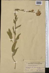 Campanula glomerata L., Middle Asia, Pamir & Pamiro-Alai (M2) (Tajikistan)