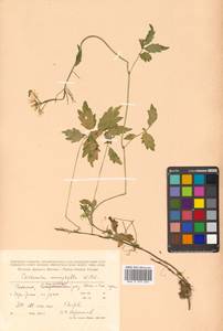 Cardamine macrophylla Willd., Siberia, Russian Far East (S6) (Russia)