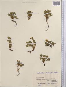 Sibbaldianthe bifurca subsp. bifurca, Middle Asia, Pamir & Pamiro-Alai (M2) (Tajikistan)