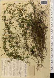 Vicia tetrasperma (L.)Schreb., Caucasus, Stavropol Krai, Karachay-Cherkessia & Kabardino-Balkaria (K1b) (Russia)