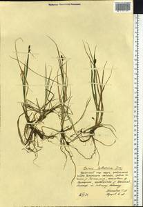 Carex holostoma Drejer, Siberia, Chukotka & Kamchatka (S7) (Russia)