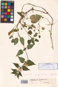 Lamium album subsp. album, Caucasus, Georgia (K4) (Georgia)