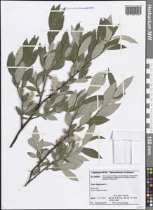 Salix lapponum L., Siberia, Central Siberia (S3) (Russia)