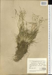 Deschampsia cespitosa subsp. septentrionalis Chiapella, Siberia, Chukotka & Kamchatka (S7) (Russia)