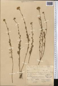 Ajania fruticulosa (Ledeb.) Poljakov, Middle Asia, Dzungarian Alatau & Tarbagatai (M5) (Kazakhstan)