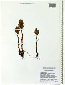 Orobanche alba, Eastern Europe, Central forest-and-steppe region (E6) (Russia)