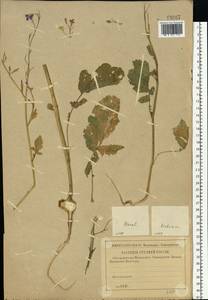 Raphanus sativus L., Eastern Europe, Western region (E3) (Russia)