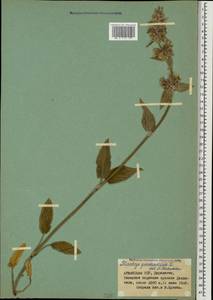 Stachys germanica L., Caucasus, Armenia (K5) (Armenia)