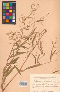 Koenigia divaricata (L.) T. M. Schust. & Reveal, Siberia, Chukotka & Kamchatka (S7) (Russia)