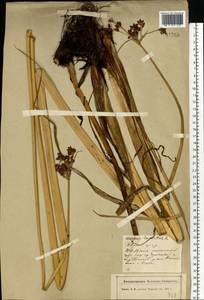 Schoenoplectus lacustris (L.) Palla, Eastern Europe, North-Western region (E2) (Russia)