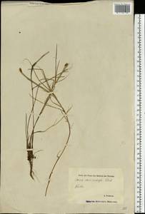 Carex chordorrhiza L.f., Eastern Europe, Estonia (E2c) (Estonia)