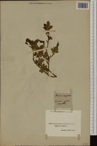 Rosa gallica L., Crimea (KRYM) (Russia)