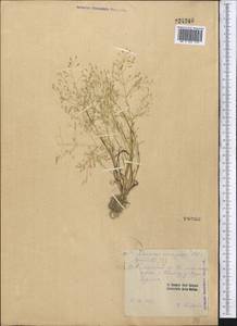 Eragrostis, Middle Asia, Pamir & Pamiro-Alai (M2) (Kyrgyzstan)