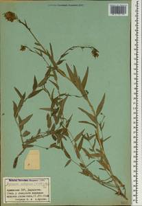 Asyneuma canescens subsp. canescens, Caucasus, Armenia (K5) (Armenia)