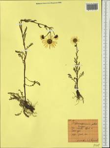 Tripleurospermum hookeri Sch. Bip., Siberia, Western Siberia (S1) (Russia)