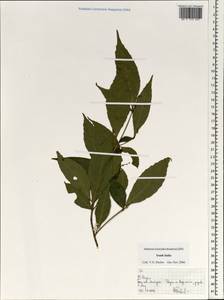 Magnoliopsida, South Asia, South Asia (Asia outside ex-Soviet states and Mongolia) (ASIA) (India)