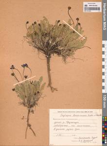 Oxytropis darpirensis Jurtzev & A.P.Khokhr., Siberia, Chukotka & Kamchatka (S7) (Russia)
