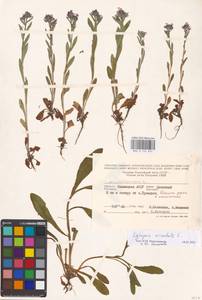 MHA 0 152 627, Lycopsis arvensis subsp. orientalis (L.) Kuzn., Eastern Europe, Lower Volga region (E9) (Russia)