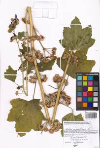 Malva sylvestris var. mauritiana (L.) Boiss., Eastern Europe, Moscow region (E4a) (Russia)