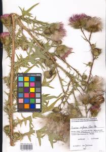 Cirsium vulgare (Savi) Ten., Eastern Europe, Moscow region (E4a) (Russia)