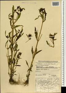 Bidens radiata Thuill., Mongolia (MONG) (Mongolia)