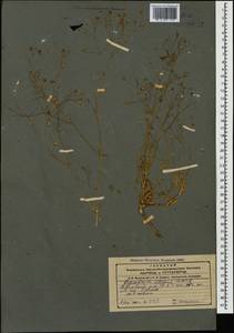 Gypsophila elegans M. Bieb., Caucasus, Azerbaijan (K6) (Azerbaijan)