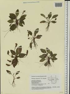 Plantago uliginosa F. W. Schmidt, Eastern Europe, Central region (E4) (Russia)