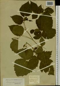 Rubus caesius L., Siberia, Western Siberia (S1) (Russia)