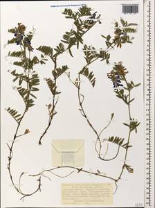 Vicia tenuifolia subsp. subalpina (Grossh.) Zernov, Caucasus, Stavropol Krai, Karachay-Cherkessia & Kabardino-Balkaria (K1b) (Russia)