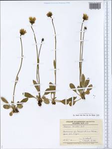 Hieracium derivatum Norrl., Eastern Europe, Northern region (E1) (Russia)