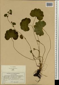 Alchemilla semilunaris Alechin, Eastern Europe, Moscow region (E4a) (Russia)