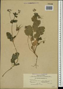 Erodium malacoides (L.) L'Hér., Crimea (KRYM) (Russia)
