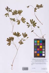 Corydalis intermedia (L.) Mérat, Eastern Europe, Moscow region (E4a) (Russia)