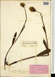 Traunsteinera sphaerica (M.Bieb.) Schltr., Caucasus, Stavropol Krai, Karachay-Cherkessia & Kabardino-Balkaria (K1b) (Russia)