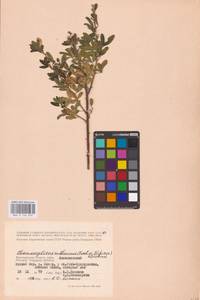 Chamaecytisus ruthenicus (Fisch. ex Woł.) Klásk., Eastern Europe, Lower Volga region (E9) (Russia)